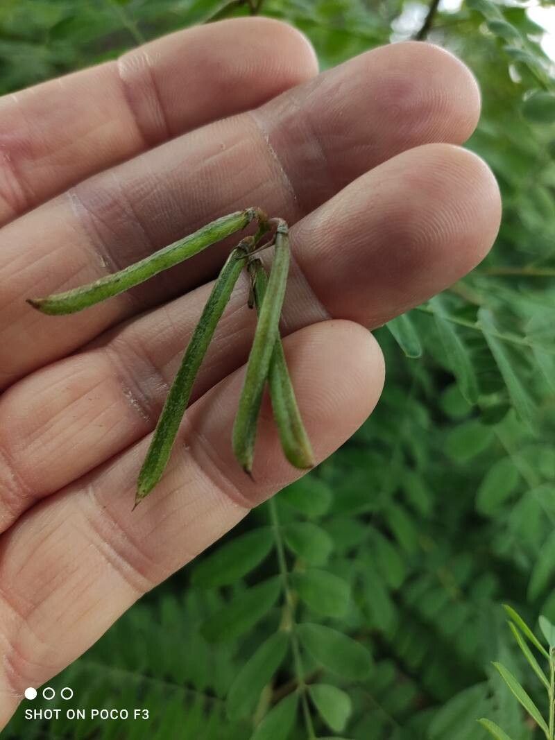 Indigofera heterantha fruit
