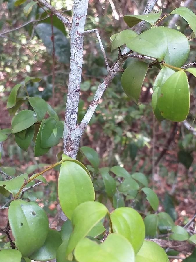 Eugenia capensis bark