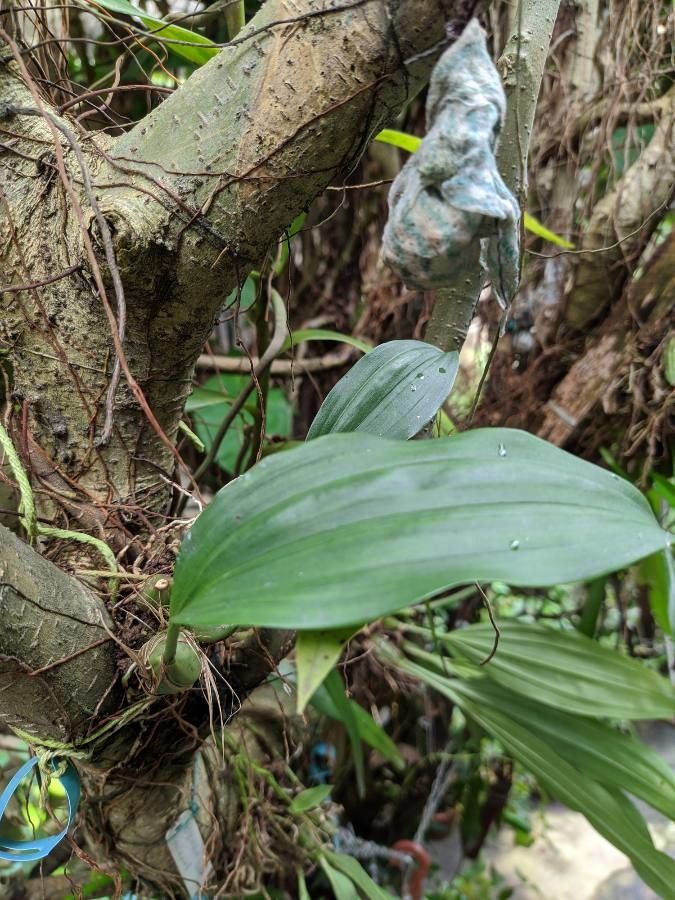 Stanhopea hernandezii leaf