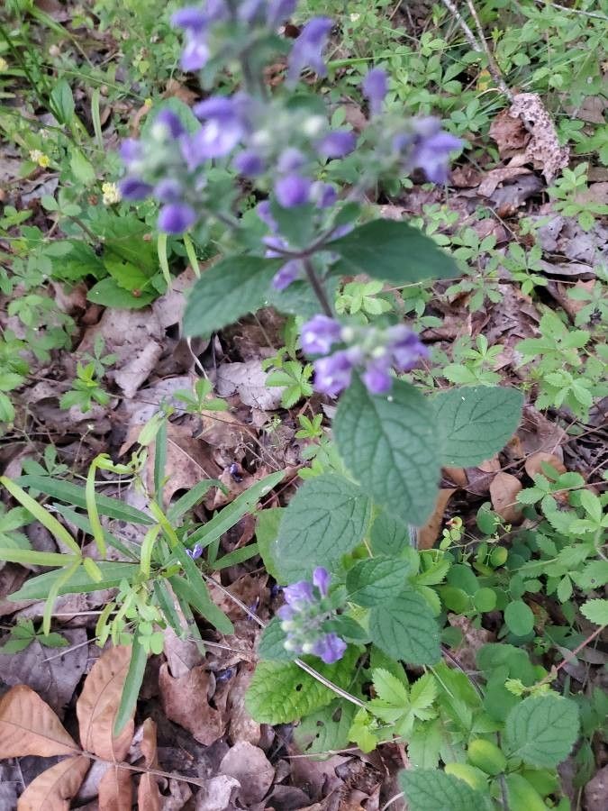 Scutellaria alabamensis leaf