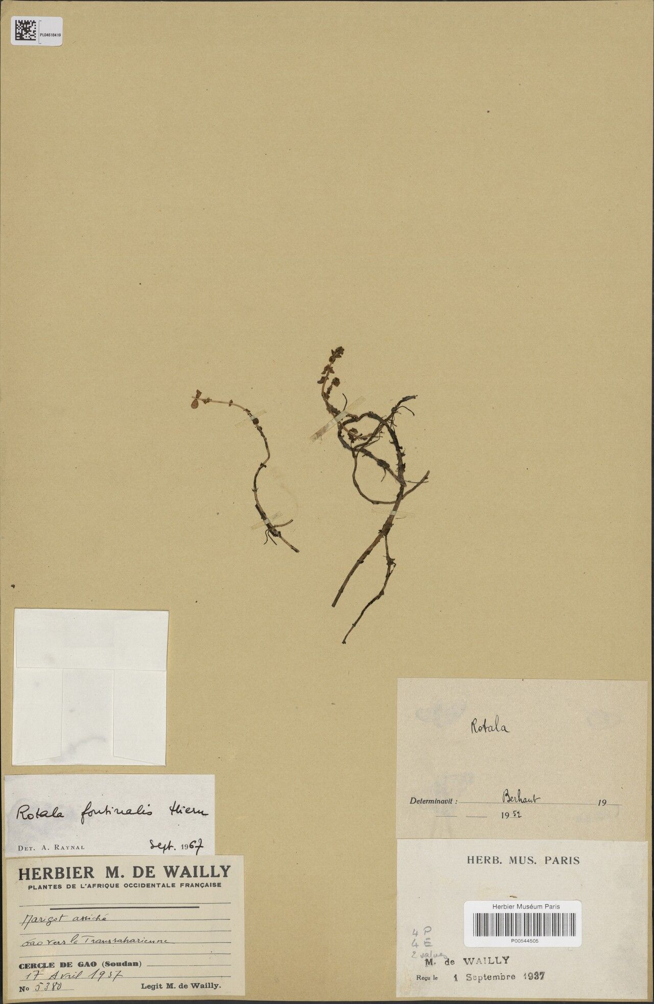 Rotala fontinalis — search result for 'Rotala'