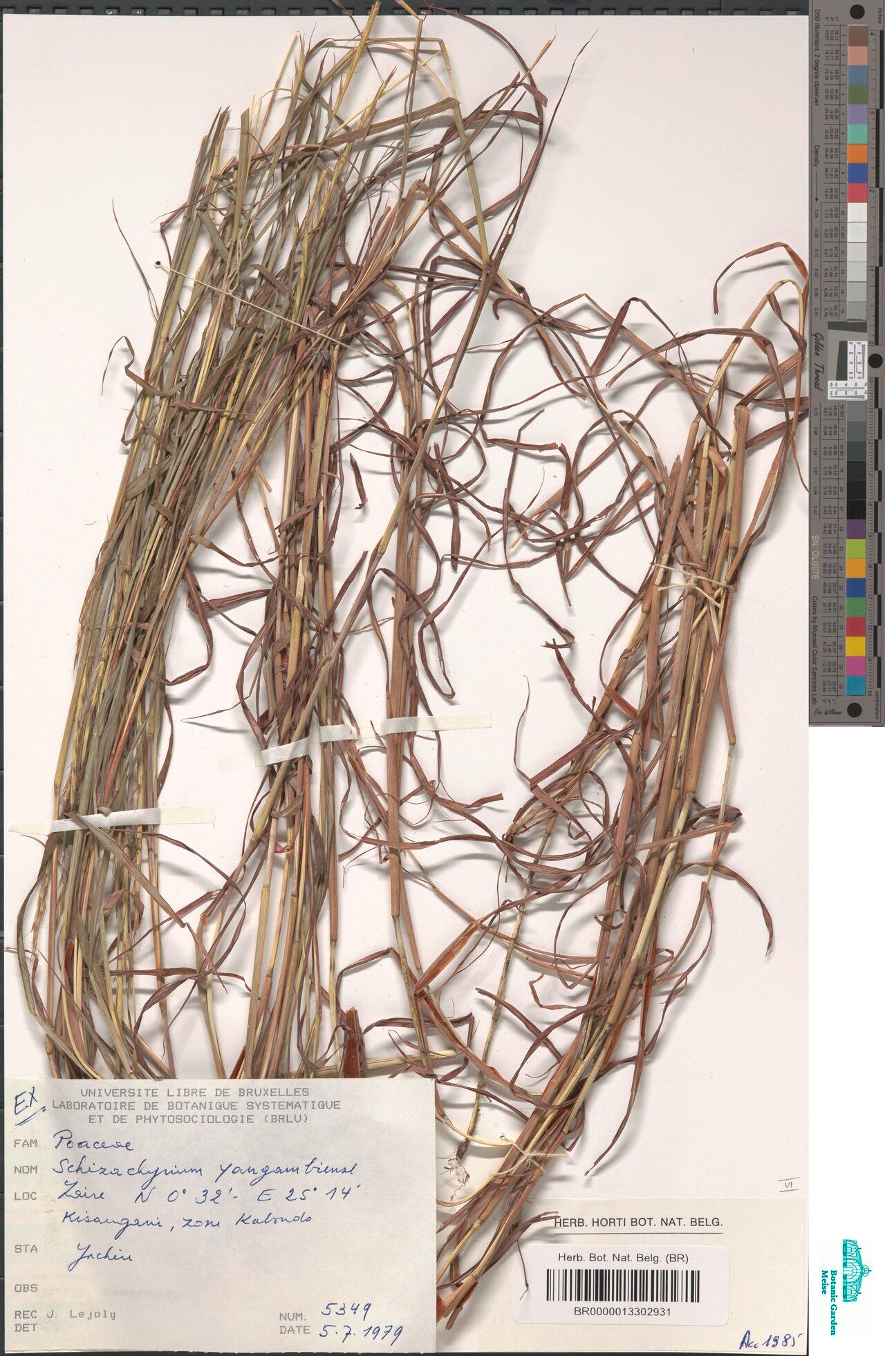 Schizachyrium yangambiense — houseplant care guide