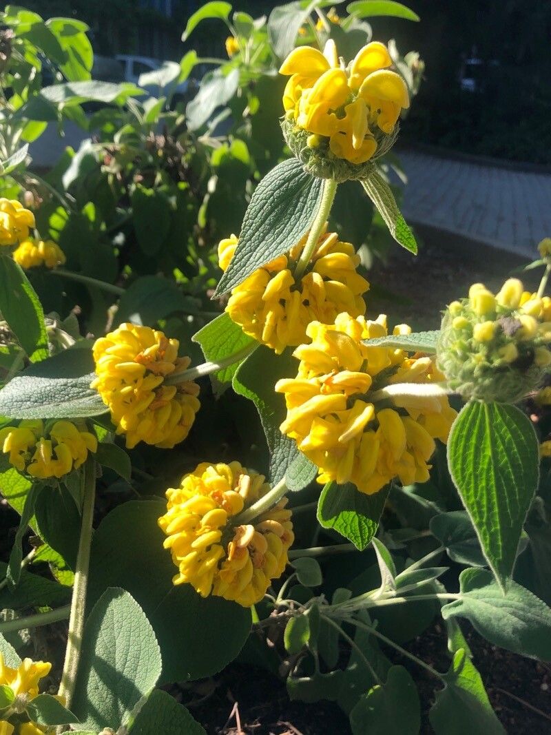 Phlomis longifolia flower