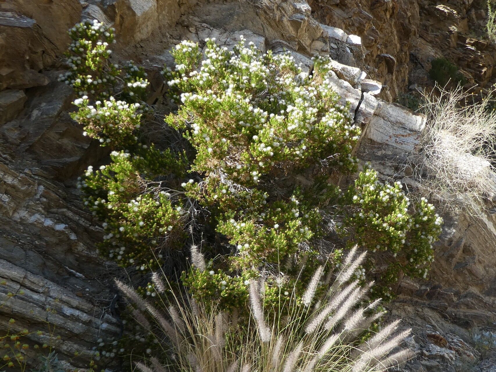Peucephyllum schottii habit