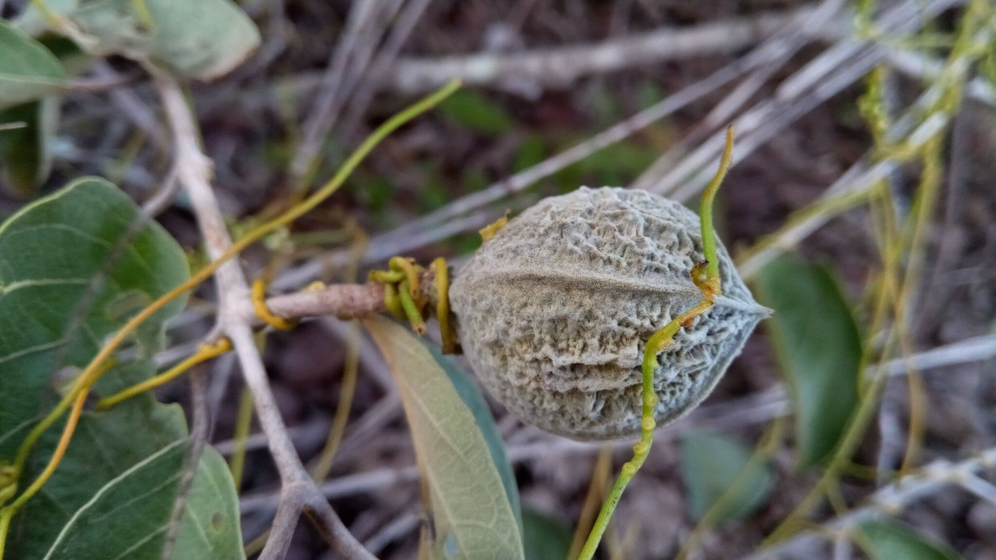 Combretum octagonum fruit