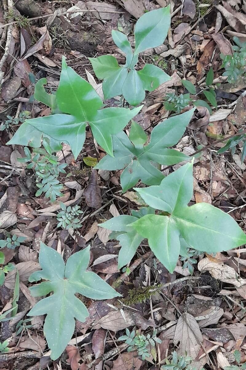Hemionitis majestosa habit