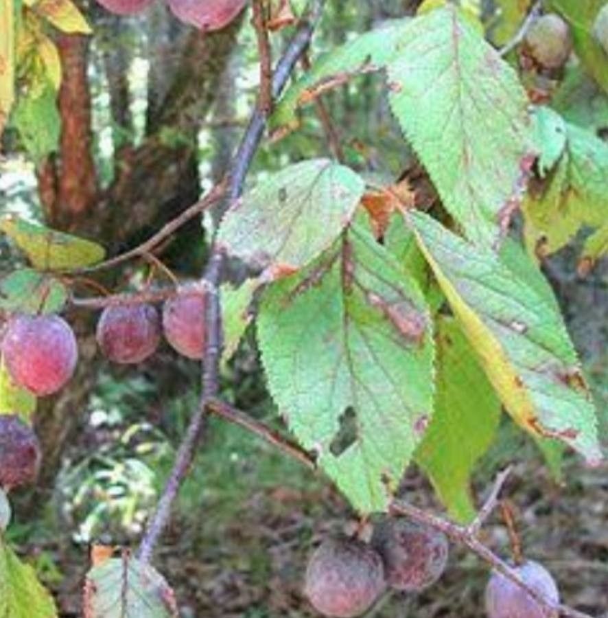 Prunus alleghaniensis