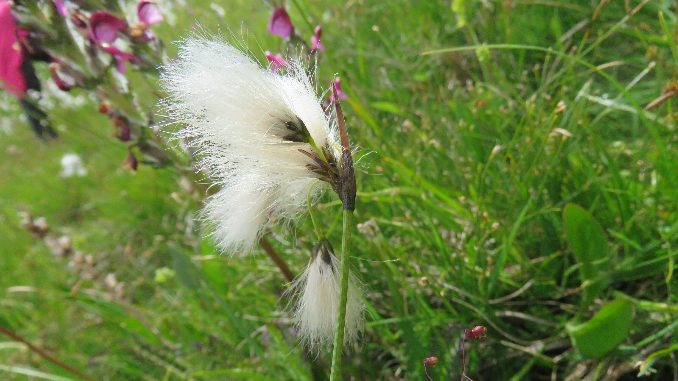 Eriophorum latifolium flower