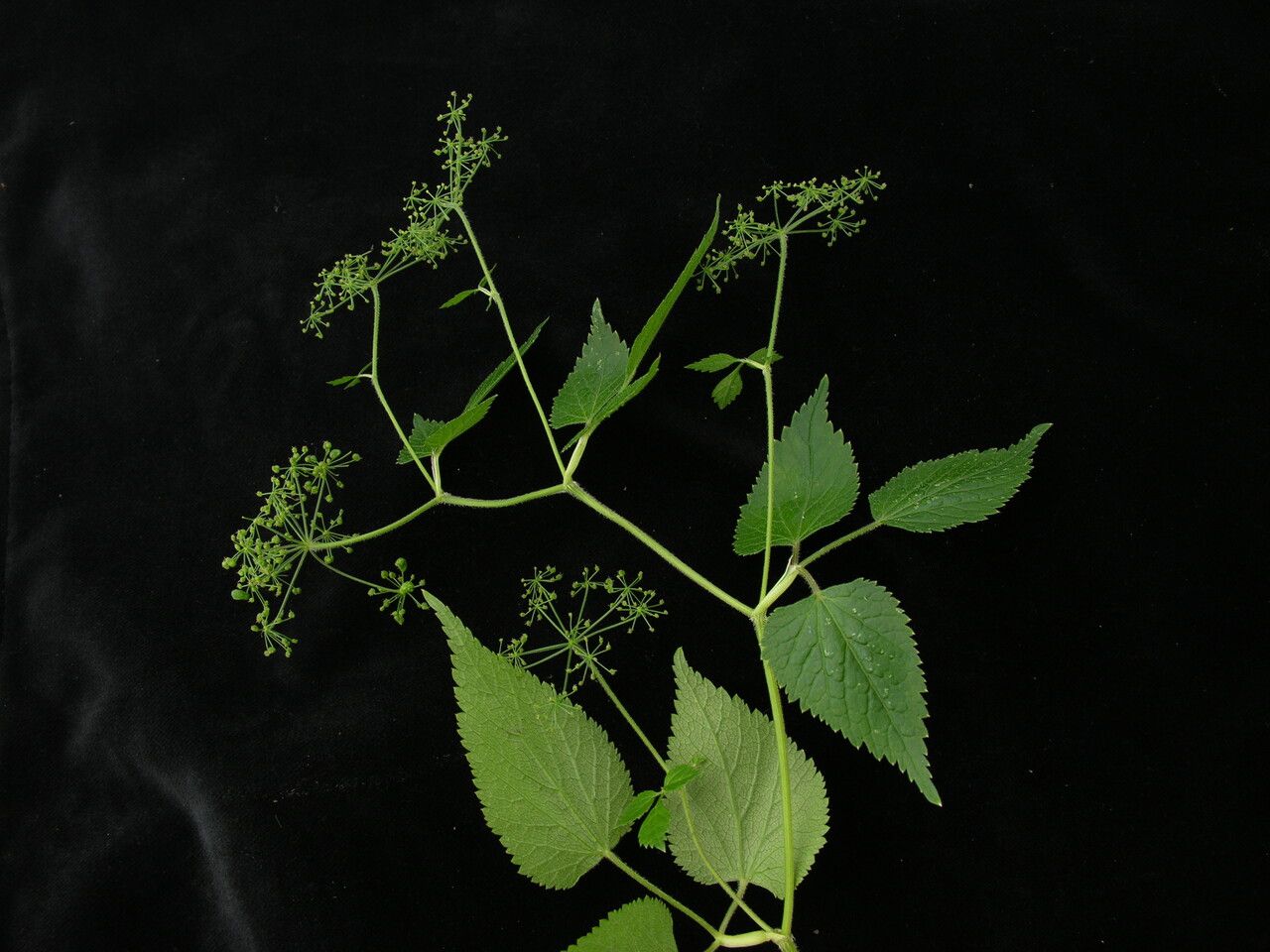 Pimpinella urceolata habit