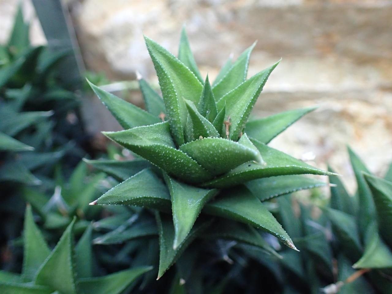 Astroloba spiralis habit