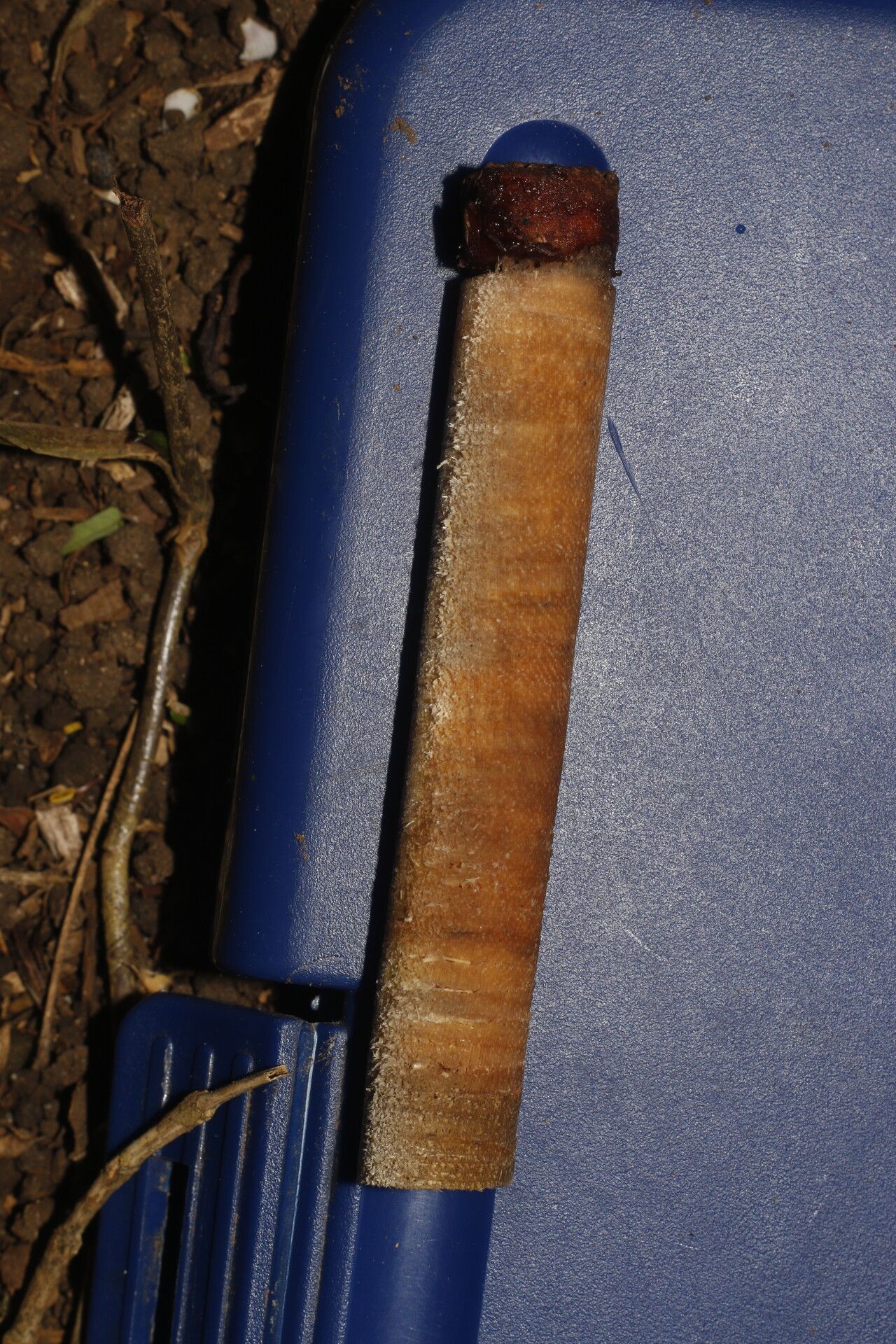 Ocotea viridiflora bark