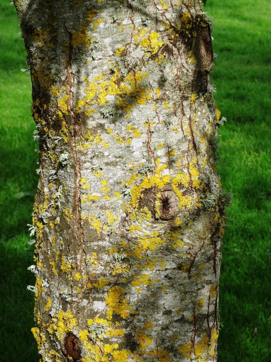 Alnus cremastogyne other