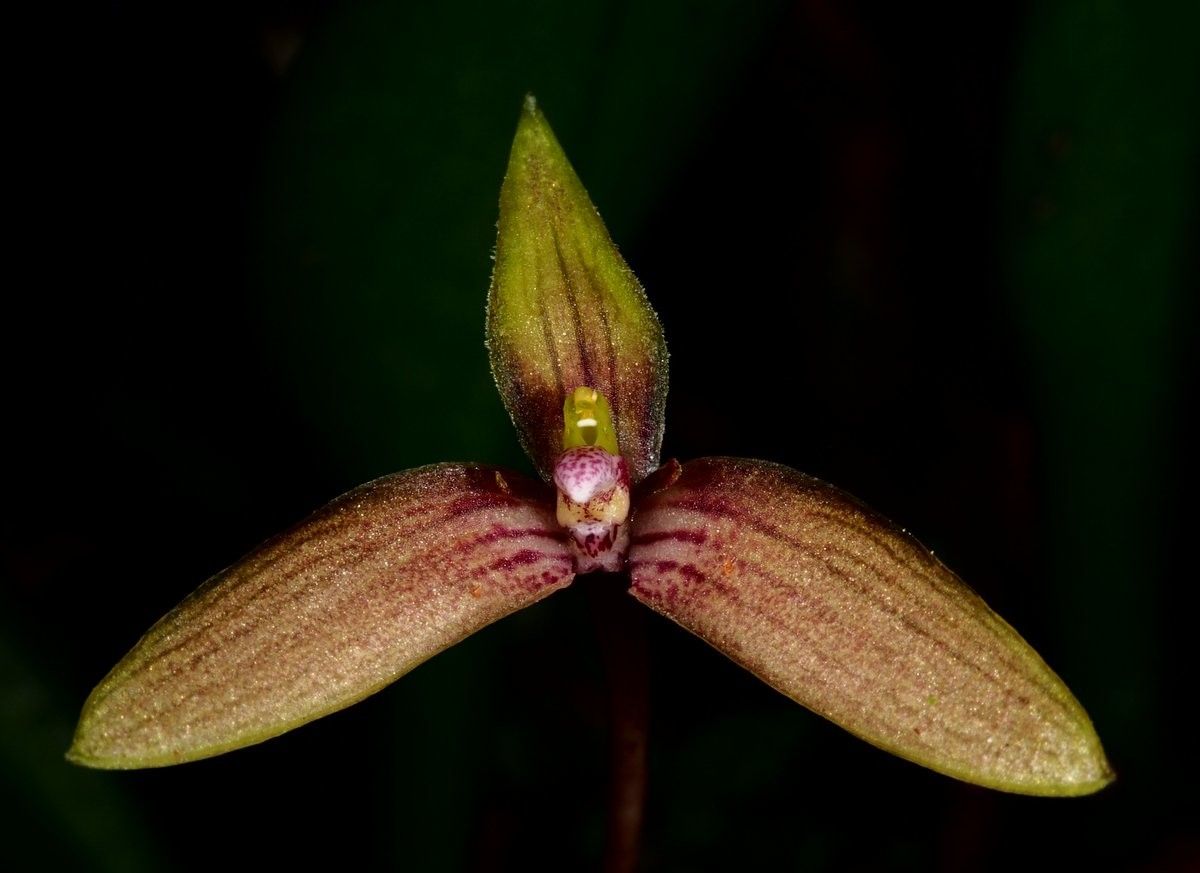 Bulbophyllum samoanum fruit