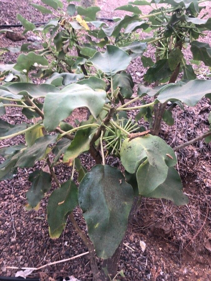 Uncarina stellulifera — houseplant care guide