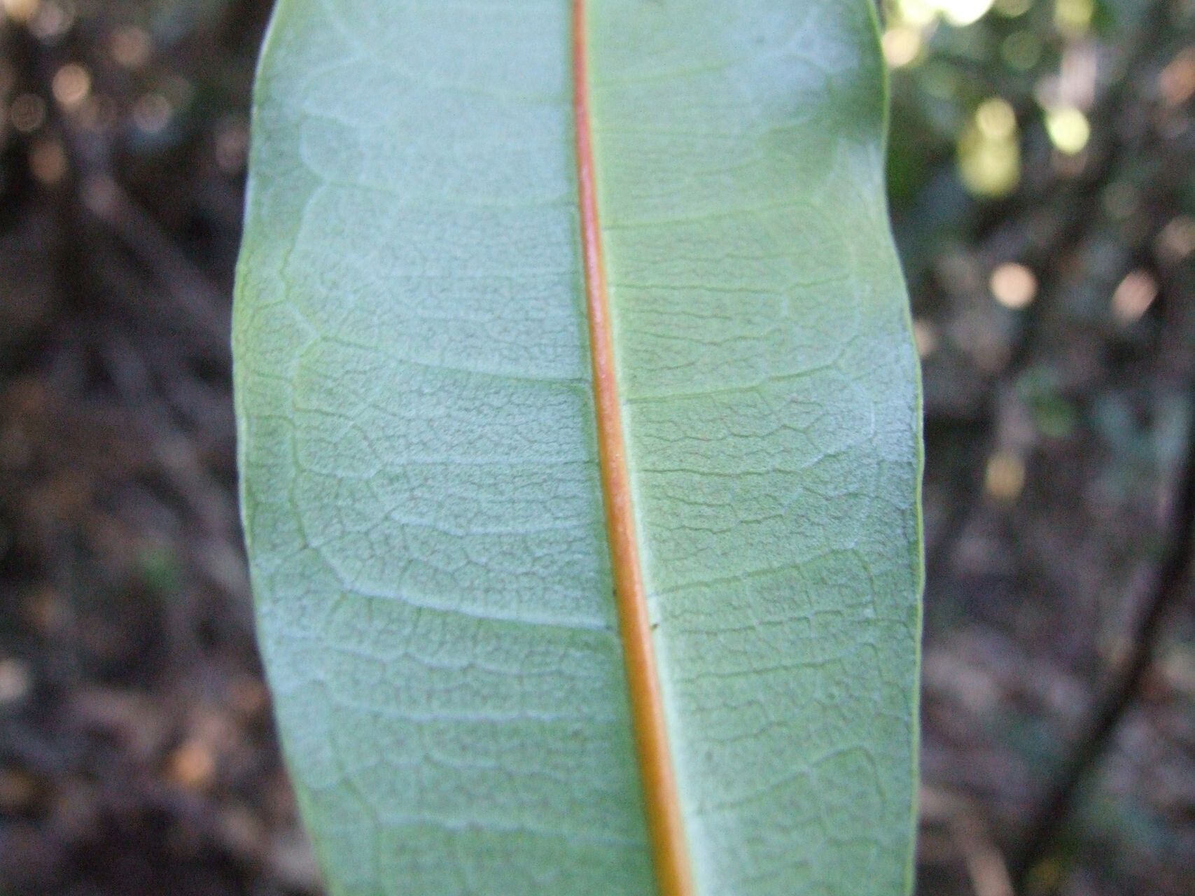 Ficus nitidifolia — houseplant care guide