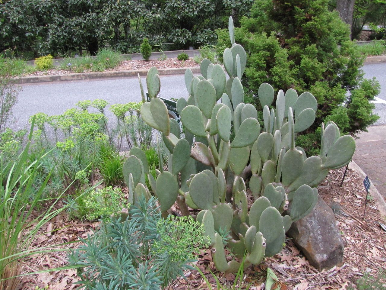 Opuntia ellisiana — search result for 'Opuntia'