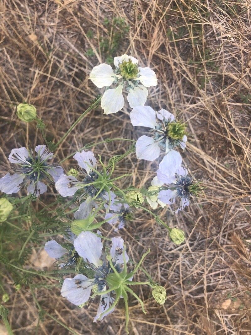Nigella gallica flower