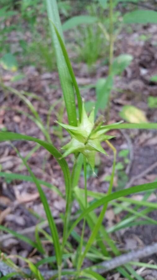 Carex intumescens fruit