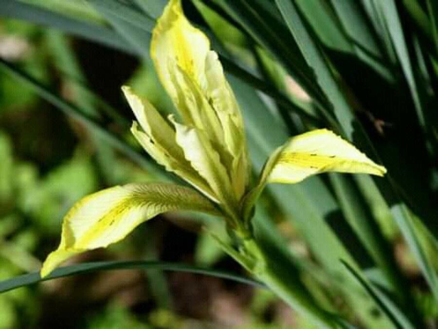 Iris grant-duffii — search result for 'Iraq'