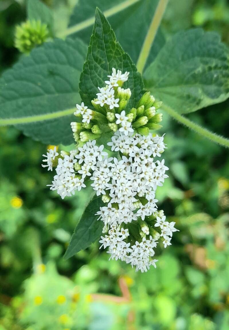 Stevia alpina flower