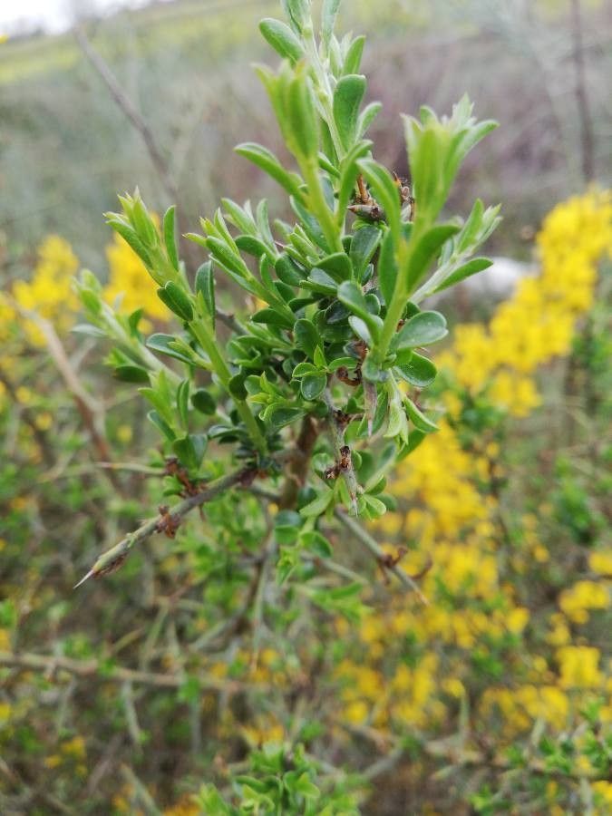 Cytisus galianoi — houseplant care guide