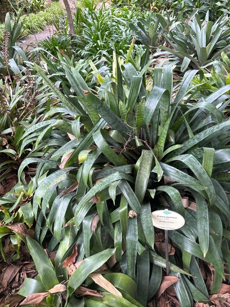 Lutheria glutinosa leaf