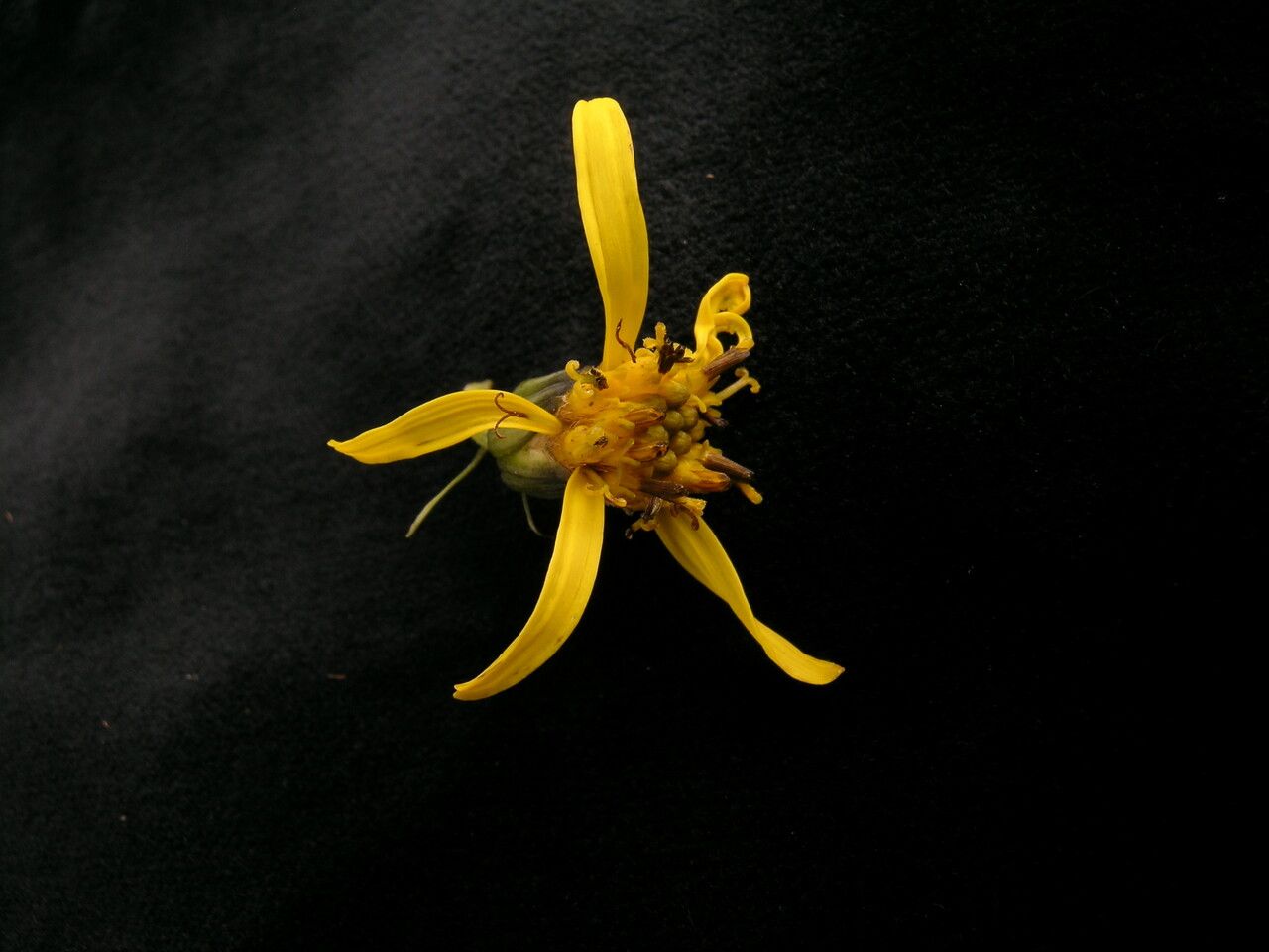 Ligularia virgaurea — search result for 'Ligularia'