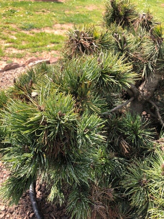 Pinus aristata