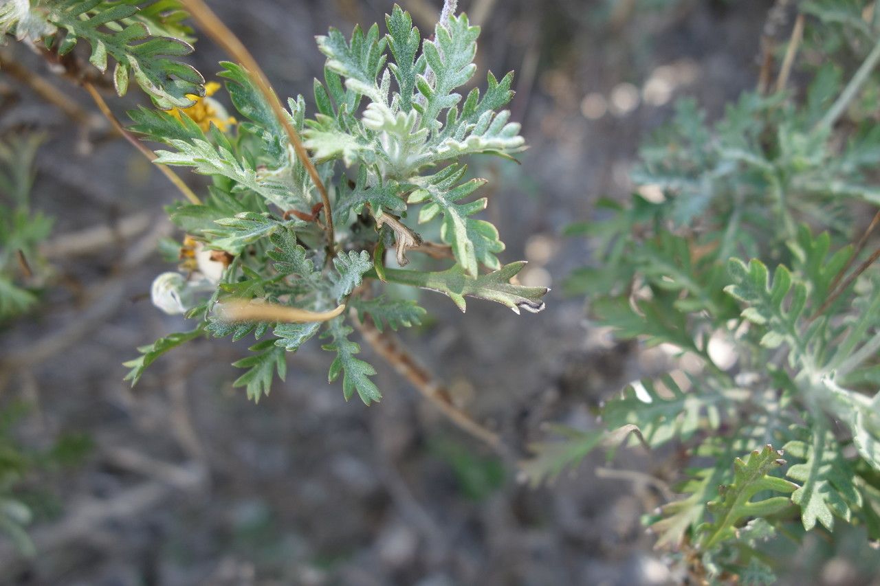 Euryops pectinatus leaf