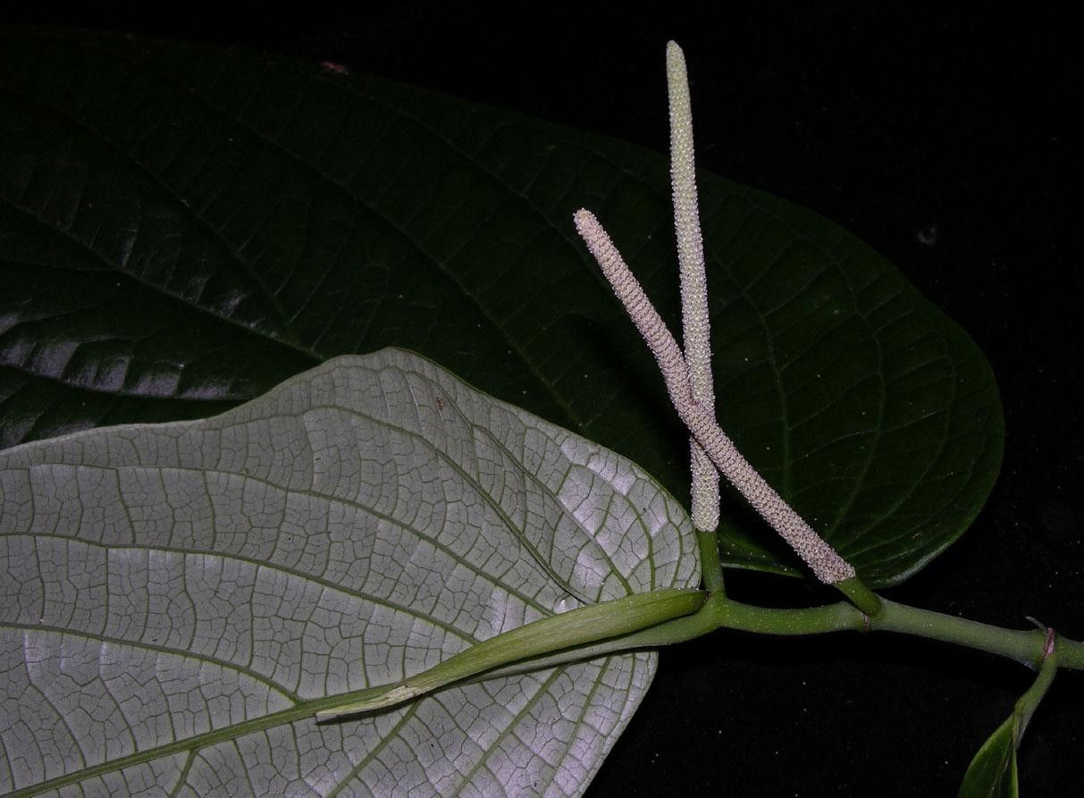 Piper sinuatifolium other