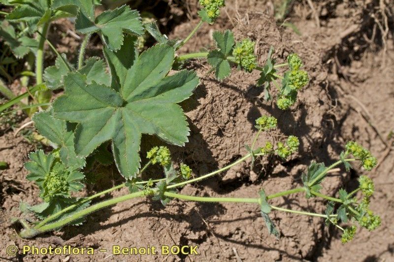 Alchemilla heteropoda habit