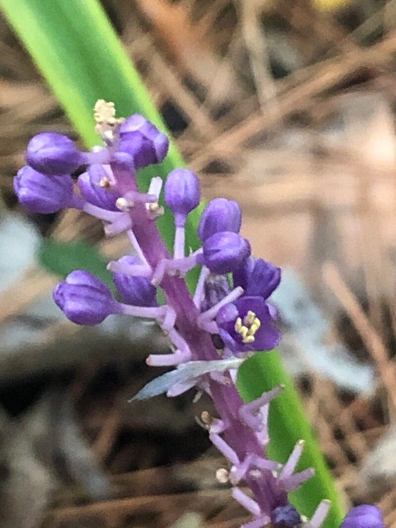 Scilla haemorrhoidalis flower
