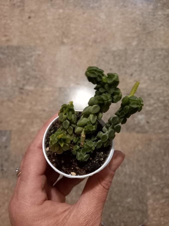 Peperomia columella habit