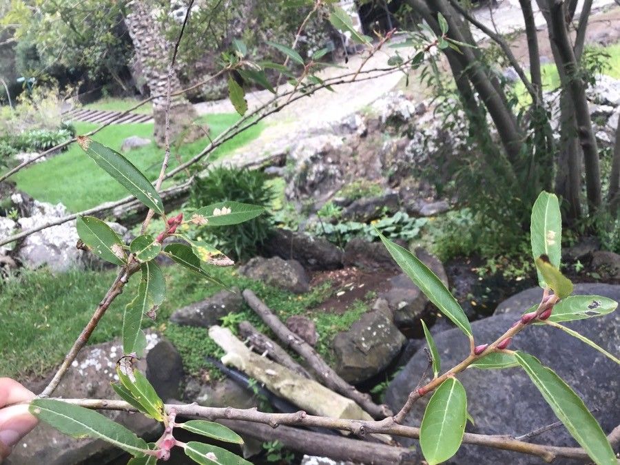 Salix canariensis — search result for 'Tunisia'