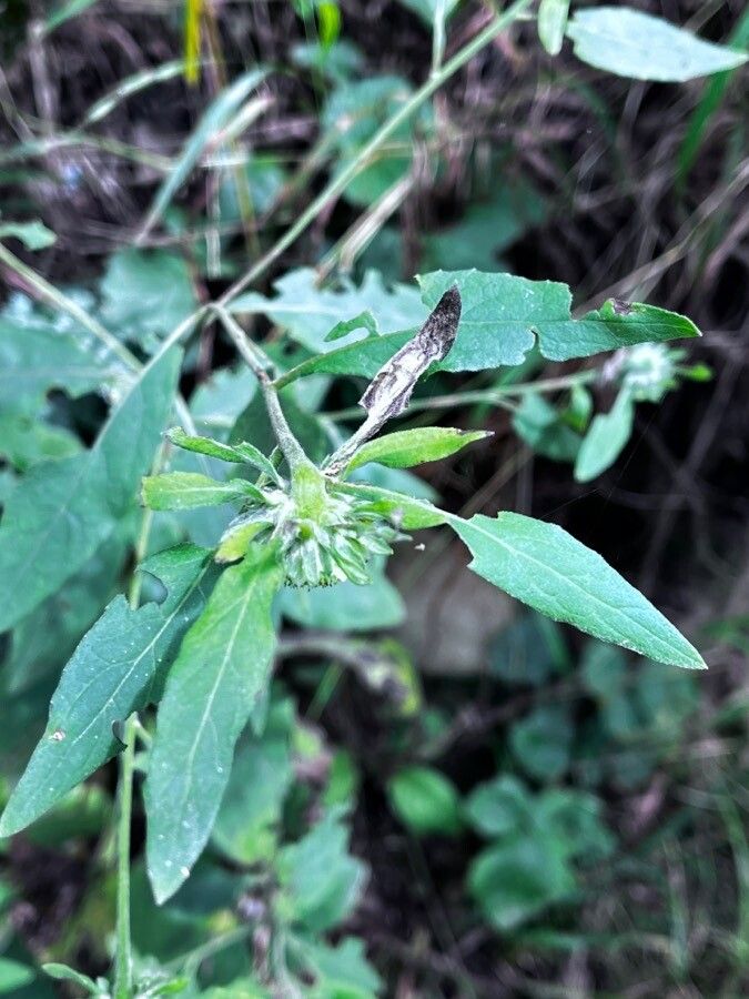 Carpesium cernuum leaf