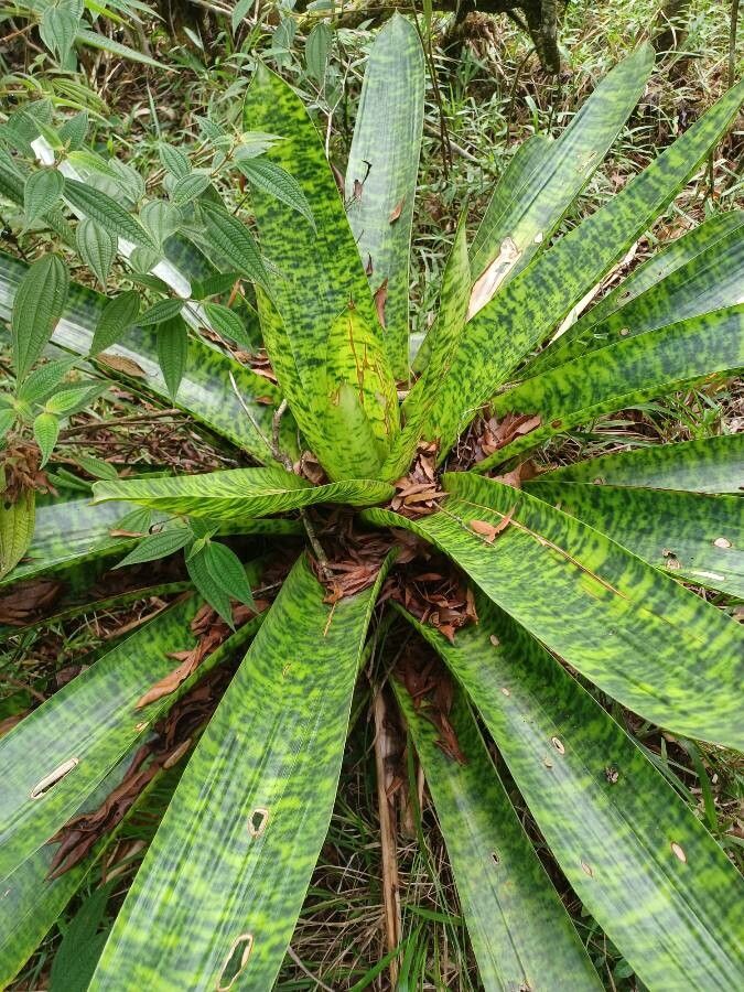 Werauhia kupperiana leaf