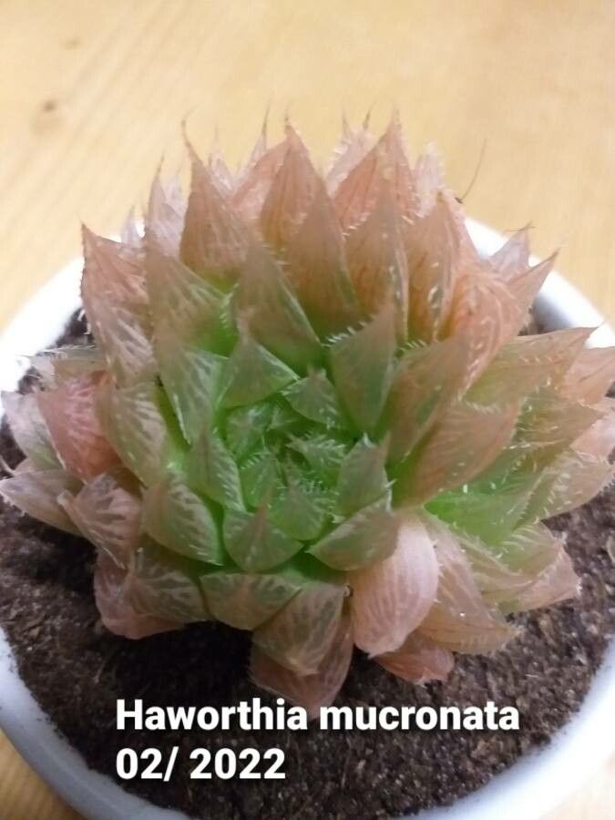 Haworthia mucronata leaf
