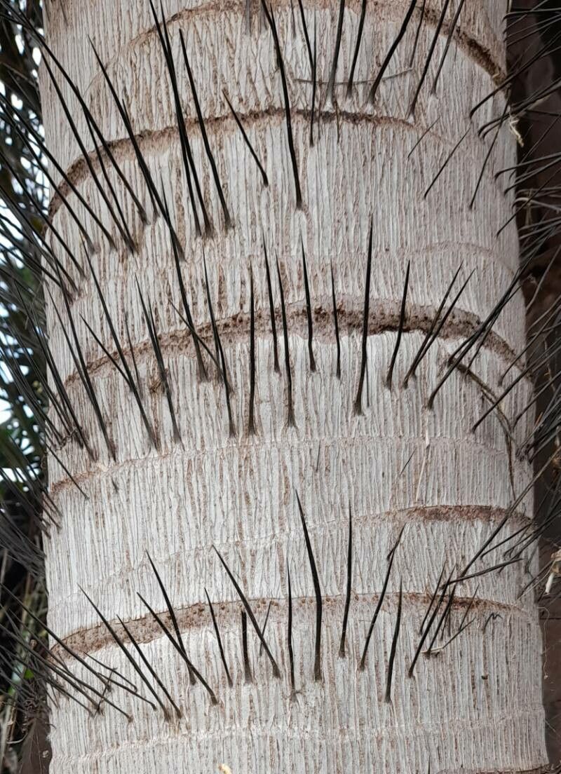 Acrocomia aculeata bark