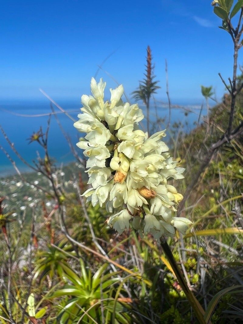 Earina floripecten flower