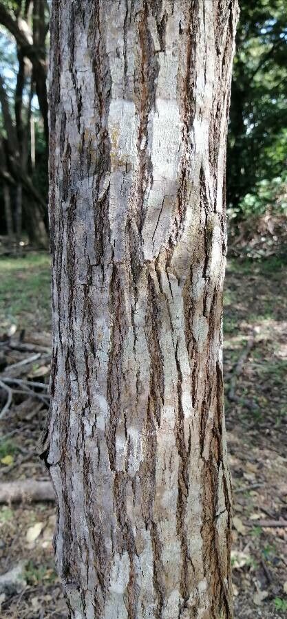 Dalbergia retusa bark