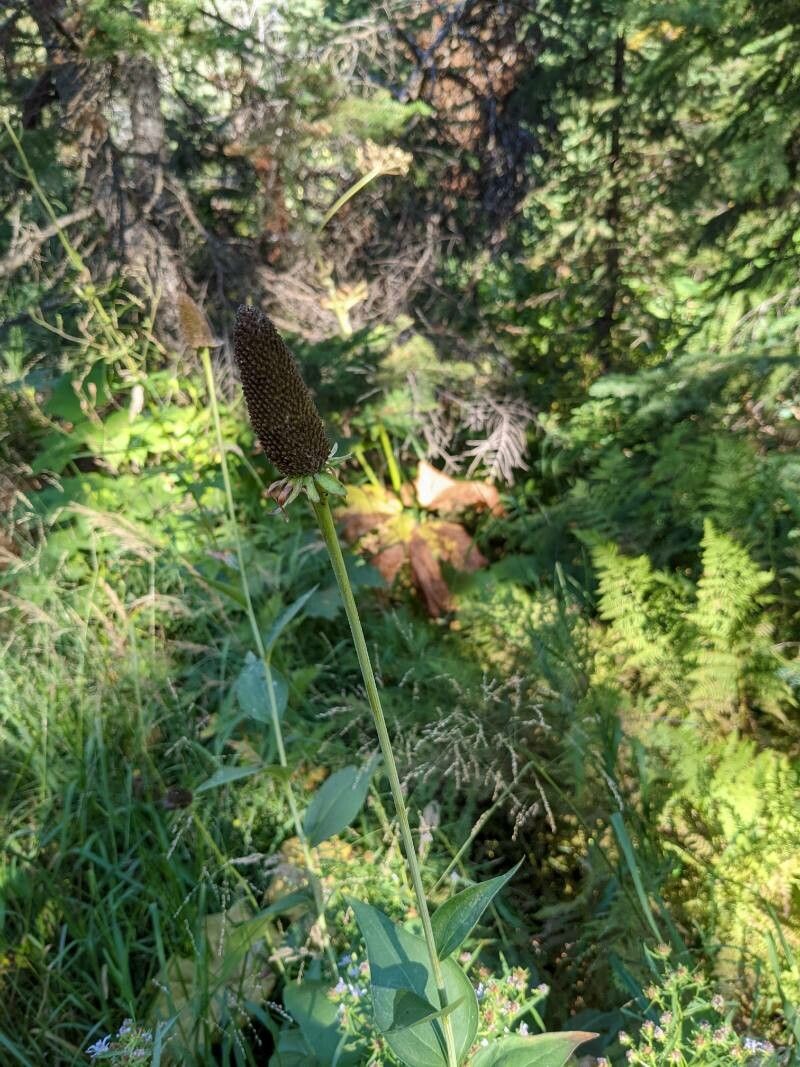 Rudbeckia occidentalis fruit