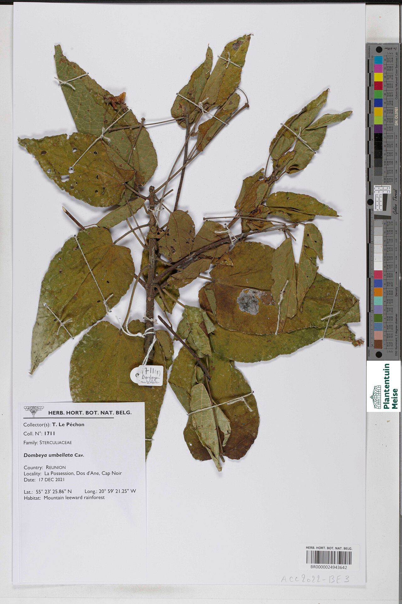 Dombeya umbellata — search result for 'Dombeya'