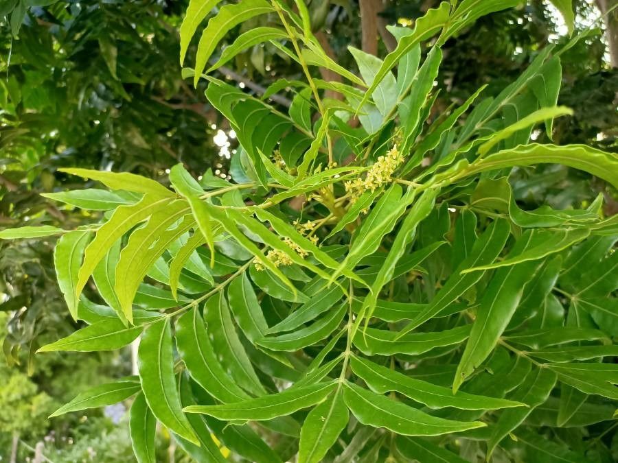 Harpephyllum caffrum flower