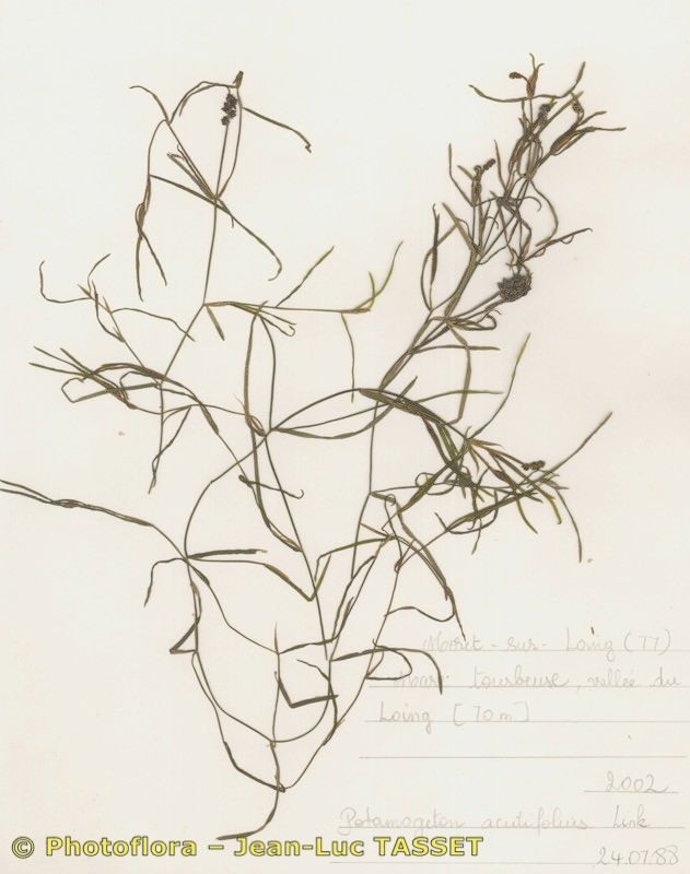 Potamogeton acutifolius habit