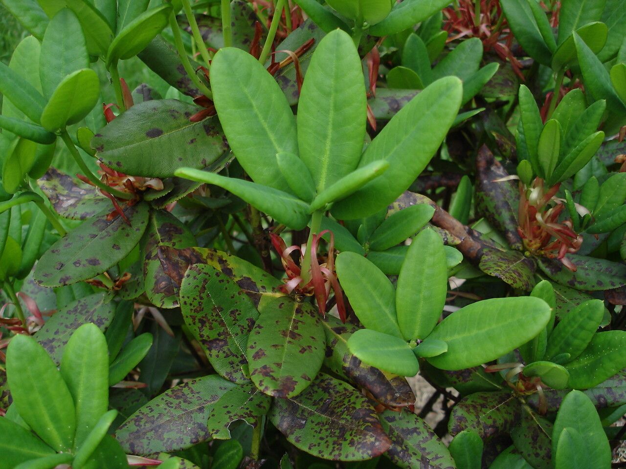 Rhododendron succothii leaf