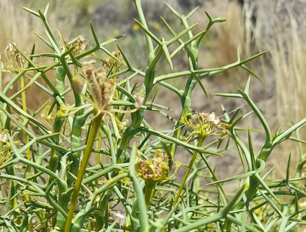 Azorella prolifera leaf