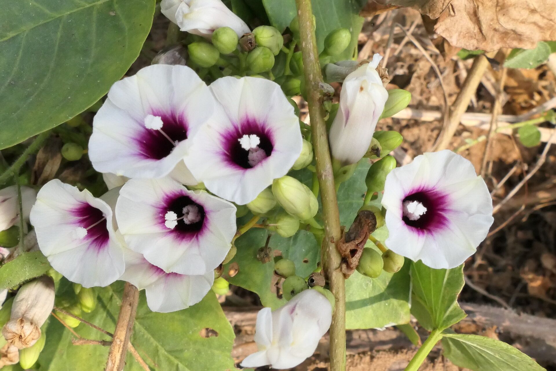 Ipomoea staphylina flower