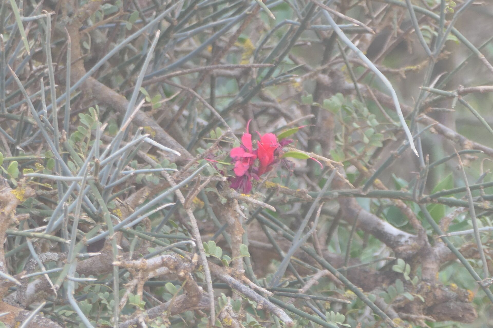 Cadaba aphylla flower