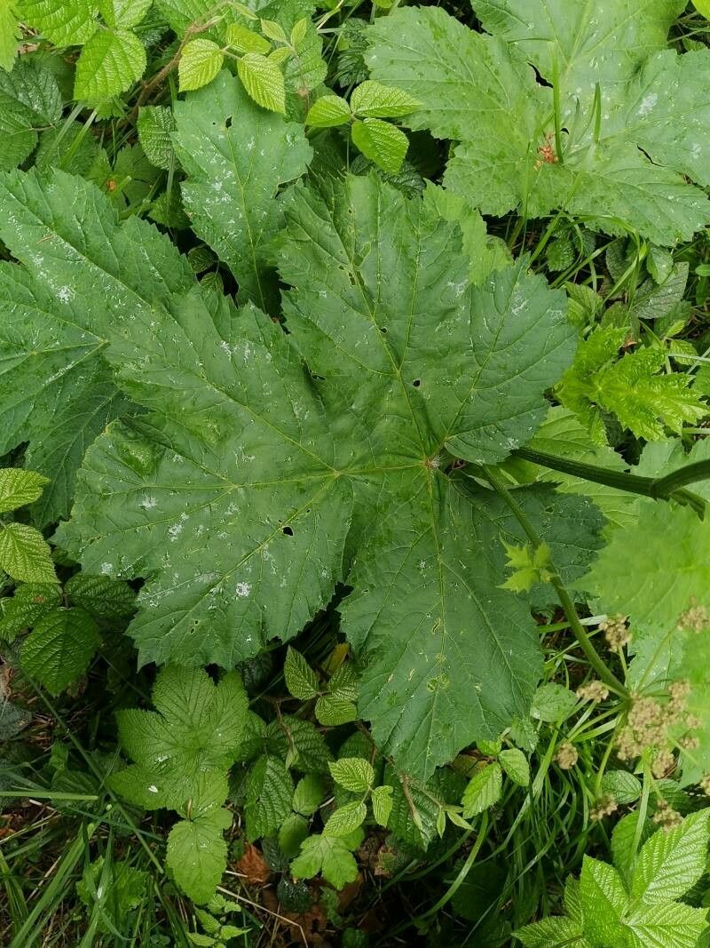 Heracleum ligusticifolium — search result for 'Heracleum'