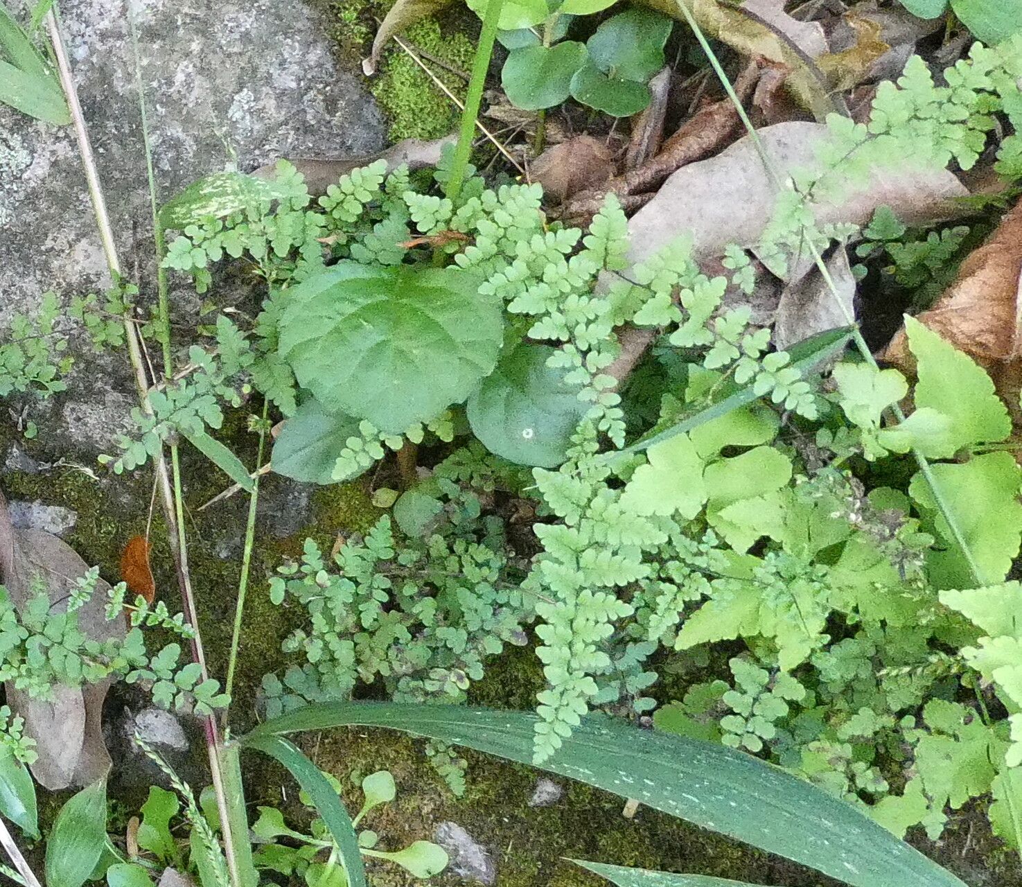 Myriopteris microphylla habit